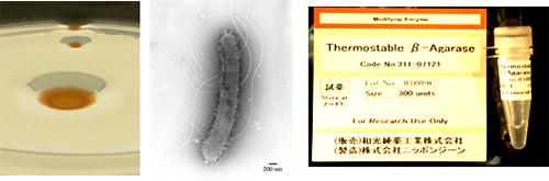  耐熱性アガラーゼ生産菌A94株の寒天プレート上での写真(左)、同微生物の電顕写真(中)、耐熱性アガラーゼ製品(右)