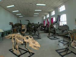 内モンゴル竜昊地質古生物研究所にて。ほとんどこの付近で産出した恐竜だ。
