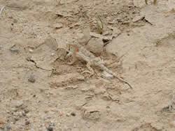 全長7cmほどのワキアカガマトカゲ( Phrynocephalus versicolor )。砂の上を音もなく、滑るように走る。