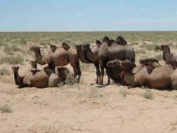 忘れた頃に現われる半野生のフタコブラクダ。砂漠で成功した数少ない大型哺乳類だ。