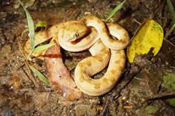 サキシマハブの幼体。奄美・沖縄のハブ(別名ホンハブ)に比べると小型で大人しいが、もちろん毒蛇。