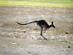 オオカンガルー ゴルフ場に現われたオオカンガルー。オーストラリアで2番目に大きな在来の哺乳類だ。もちろん野生である。