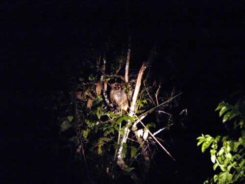 キノボリカンガルー 熱帯雨林に生息する。夜行性で用心深く、深夜になると現われて器用に樹間を跳び回る。