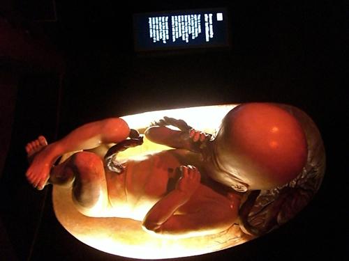 子宮の部屋では大きさ2mの胎児が出迎えてくれます。
