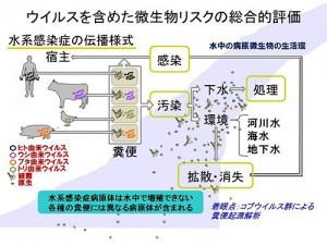 ウィルスを含めた微生物リスクの総合的評価