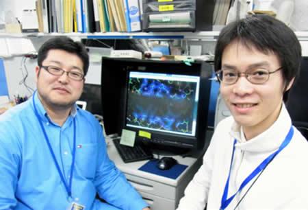 光合成タンパク質の最大のナゾを解明した梅名泰史さん(左)と川上恵典さん。