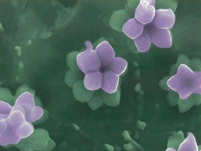 ウメのような準結晶の花びら
(提供:東北大学 蔡 安邦 教授)
