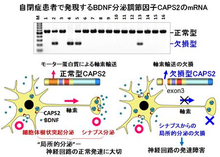自閉症患者に見られた遺伝子CADPS2の異常と、神経栄養因子BDNF分泌への影響
(提供：理化学研究所)