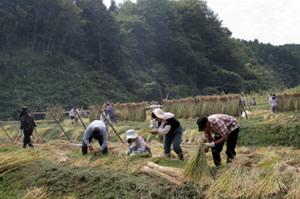 棚田のオーナー制度による稲刈りとはざかけ天日干し作業。近郊都市から毎年多くの参加者が訪れる(栃木県茂木町)