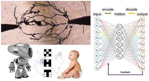 図2 まるでニューロンの様に樹状成長する導電性ポリマー(左上)が、54本のシナプス結合からなるニューラルネットワーク(右模式図)を形成すると、「X」「H」「T」の3文字を識別できるようになる(左下)