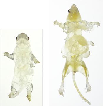マウス全身の透明化、左が幼児マウス、右は生体マウス