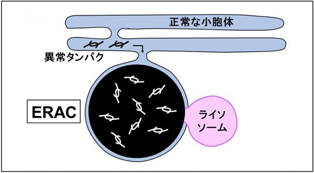 異常タンパクを処理する新たな仕組みの模式図（名古屋大学提供）