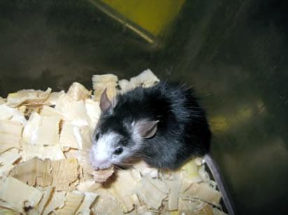ラットiPS細胞からつくられた膵臓を持つマウス(提供：科学技術振興機構) 