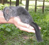 メコン川流域で発見された新種 イワネズミの1種  (提供：WWFジャパン) 