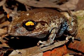 メコン川流域で発見された新種 ウデナガガエルの1種  (提供：WWFジャパン) 