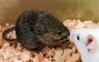 16年間凍結されていたマウスから産まれたクローンマウス  (提供：理化学研究所) 