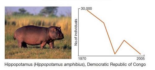 カバの個体数推移 。 個体数が激減しているカバ。グラフ(右)は、個体数の推移。  (提供：WWFジャパン) 
