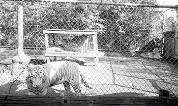展示目的のトラを収容している施設(米フロリダ州) 
(C)Doug Williamson