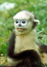 Tonkin snub-nosed monkey