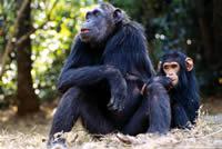  密猟で個体数減少が心配されている
タンザニアのチンパンジー 
  WWF-Canon / Michel GUNTHER 
