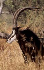  密猟で個体数が心配されている
セーブルアンテロープ 
  WWF-Canon / Martin HARVEY 