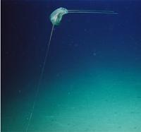 琉球海溝で見つかった新種のクラゲ