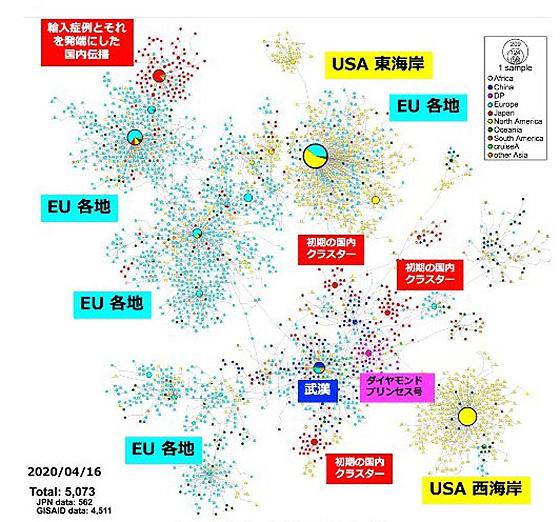 中国・武漢市や欧州、日本などで検出された新型コロナウイルスの全遺伝情報の相互の関係を表した図（提供・国立感染症研究所）