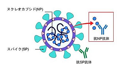 横浜市立大学が作製に成功した新型コロナウイルスの抗原検査に使える抗NP抗体の概念図（横浜市立大学提供）