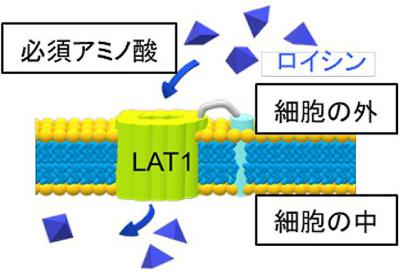 LAT1の模式図。がん細胞の中に必須アミノ酸を運ぶ役割をしている（千葉大学提供）