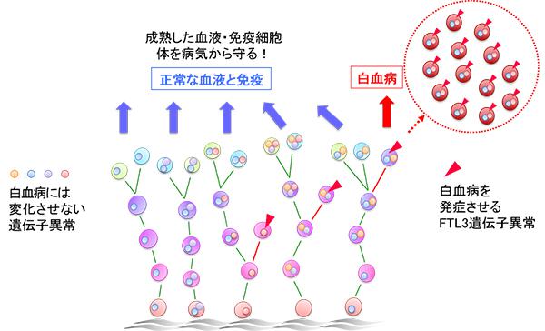 図1．複数の遺伝子に異常があっても、FTL3遺伝子に異常を生じないと白血病細胞を発症しない。大きな丸が細胞を、細胞内の小さな丸は遺伝子異常ではあるが白血病に変化させない遺伝子異常を、赤い三角は白血病を発症させる引き金となるFTL3遺伝子異常を表わしている