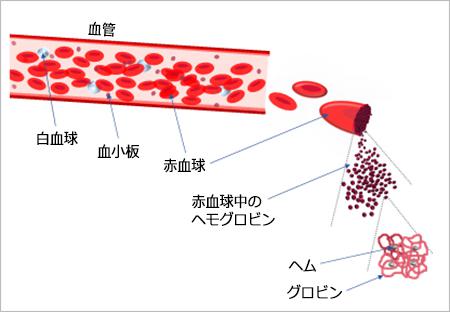 図1. 血液中の赤血球と、赤血球内のヘモグロビン(模式図)