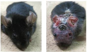 写真1．左が、野生型マウス、右が、DOCK8欠損マウス。DOCK8欠損マウスはアトピー性皮膚炎を発症した 提供:九州大学