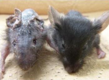 写真2．両方ともDOCK8を欠損したマウスだが、EPAS1を発現できないようにしたマウス(右)は、アトピー性皮膚炎を発症しなかった 提供:九州大学