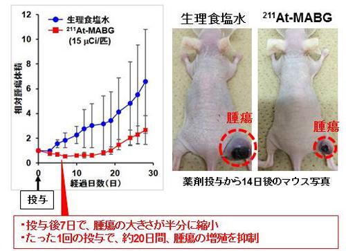 図と写真 新薬剤「アスタチン211-MABG」(211At-MABG)をマウスに投与した結果。左の図はがんの増殖抑制効果を示すグラフ。右の写真は生理食塩水を投与したマウス(左)と比べて新薬剤 投与マウス(右)はがん(腫瘍)が小さくなっている (量子科学技術研究開発機構研究グループ提供)