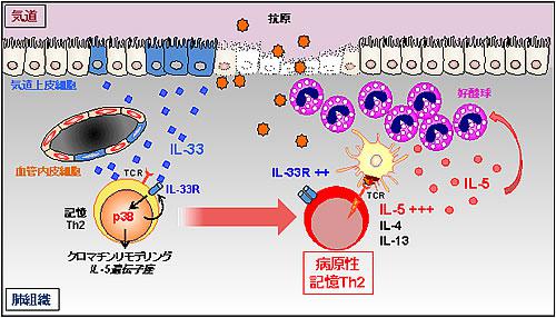 IL-33、p38、病原性記憶Th2細胞によるアレルギー性気道炎症の慢性化の概念図