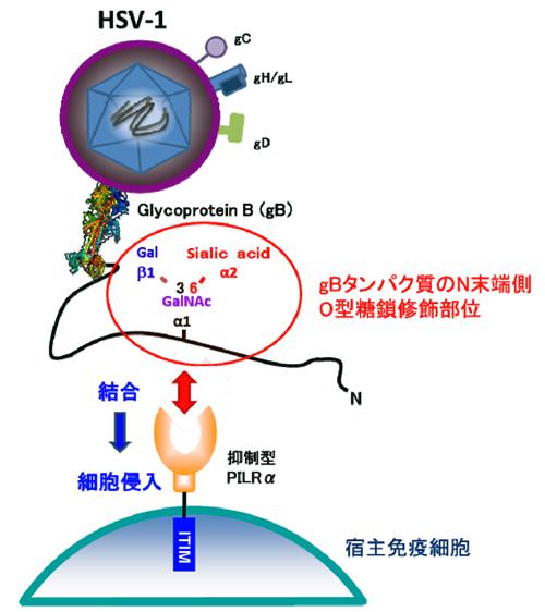 これまでわかっていた単純ヘルペスウイルスの細胞侵入の概略図