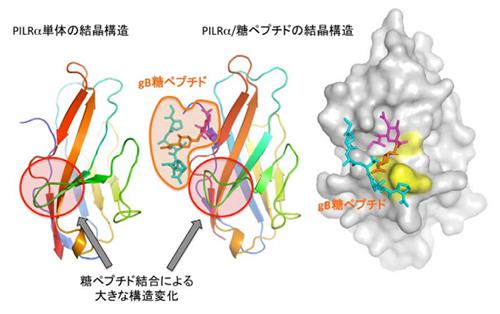 今回明らかになったPILRα単独とPILRα・糖タンパク質複合体の結晶構造