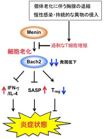メニン-バック2経路による免疫老化の仕組み