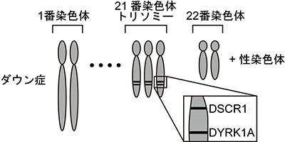 ダウン症の染色体。通常のヒト染色体は、22対の常染色体と1対の性染色体の計23対(46本)からなる。ダウン症は、21番染色体が1本余分の計3本になることで発症する。DYRK1AとDSCR1の遺伝子は21番染色体に存在する。(提供：東京大学)