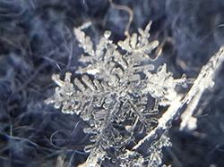 写真2 樹枝六花（じゅしろっか）という形の雪の結晶。2017年1月20日に、荒木さんが気象研究所の構内で撮影した。