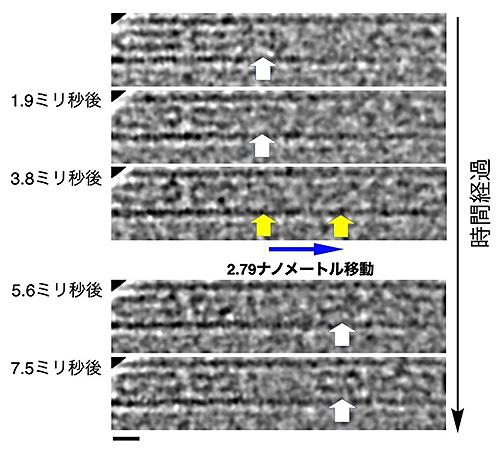 フラーレンの二量体がカーボンナノチューブの中を移動したことを示す画像（東京大学提供）