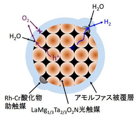 新しい光触媒 LaMg1/3Ta2/3O2N光触媒による 水分解反応の仕組み