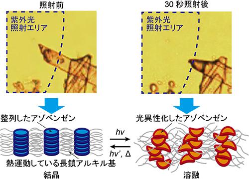 光照射によって溶けたアゾベンゼン誘導体の結晶の顕微鏡写真(上)と模式図(下)
