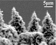 電子を放出する針葉樹型カーボンナノ構造体の電子顕微鏡写真