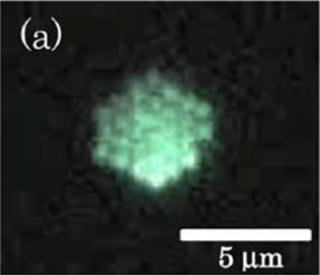 (a) 直径500 ナノメートルの高分子粒子を捕捉し、2次元的に六角形に整列させた。  (提供：北海道大学) 