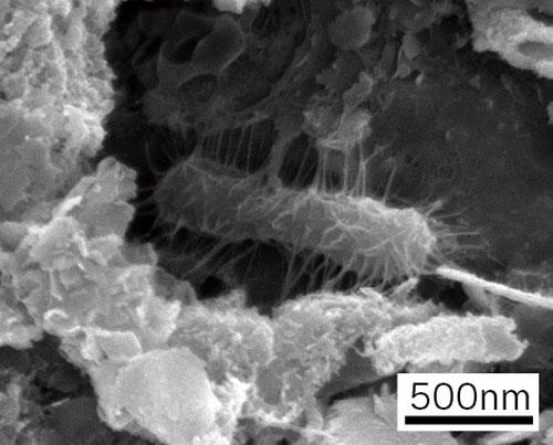 図7．マンガンクラスト表面の微生物の電子顕微鏡写真。1マイクロメートル程度の棒状の生物が確認でき、その周りにナノレベルの繊維状の分泌物が張り巡らされている様子が見てとれる (成果報告会要旨集より。提供:JAMSTEC)