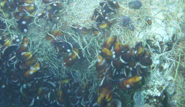 熱水噴出口付近の海底映像。硫化物を好むチューブワームやシンカイヒバリガイの生物群集、硫化物と思われる白色の沈殿物が認められる
