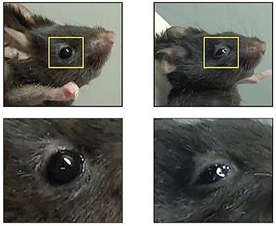 正常なマウスの目（左上）とその拡大写真（左下）。ドライアイのマウスの目（右上）とその拡大写真（右下）（北海道大学提供）