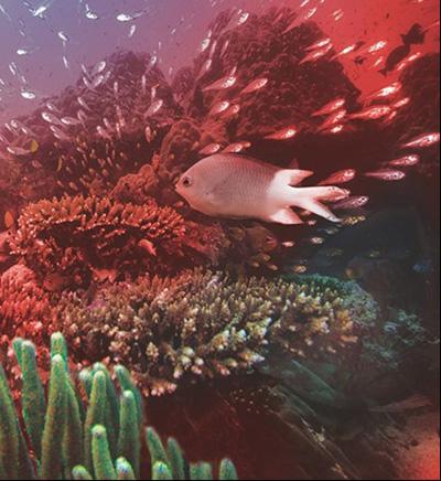 調査した魚の一種、スパイニークロミスがオーストラリアのノーザングレートバリアリーフで泳ぐ姿（タネ・シンクレア・テイラー氏撮影、沖縄科学技術大学院大学提供）