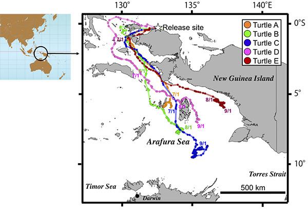 ワルマメディ海岸で放したヒメウミガメの回遊路。5頭ともすべてアラフラ海へ向かった。色線は、5頭のヒメウミガメの各回遊路（2017年6月から9月）。（土井威志研究員提供 / Doi et al. 2019 Frontiers in Marine Science）